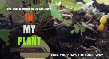 Mushrooms in Your Plant Pots: Causes, Benefits, and What to Do