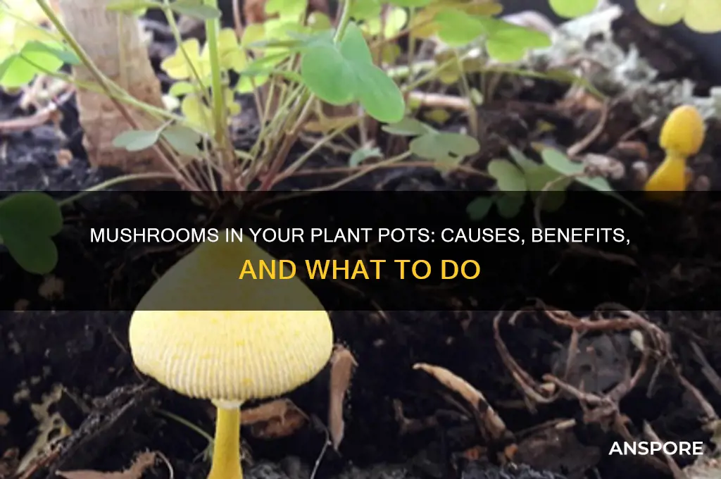 what does it mean if mushrooms grow in my plant