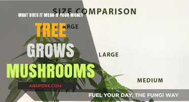 Mushrooms on Your Money Tree: Unraveling the Surprising Growth Mystery
