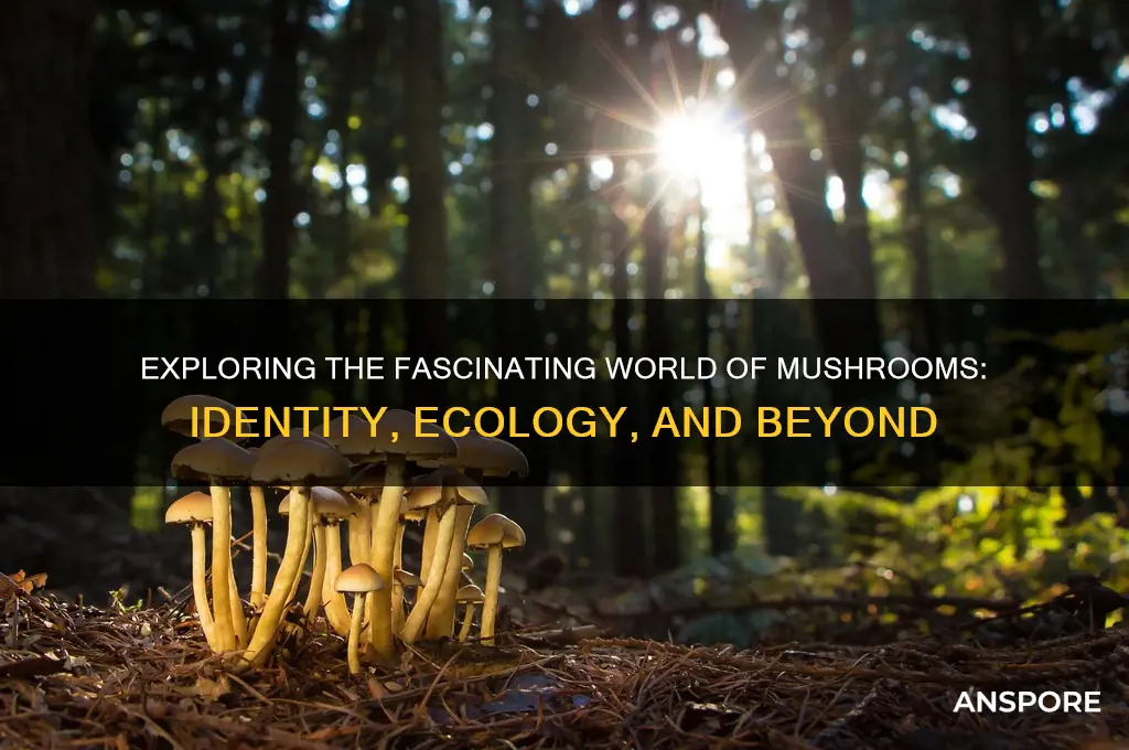 what does it mean to be a mushroom