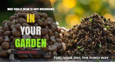 Mushrooms in Your Garden: Understanding Their Meaning and Benefits