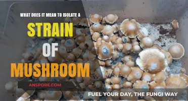 Understanding Mushroom Strain Isolation: Techniques, Benefits, and Scientific Insights