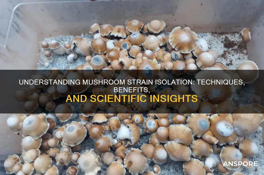 what does it mean to isolate a strain of mushroom