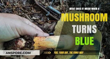 Why Do Mushrooms Turn Blue? Unveiling the Surprising Science Behind It