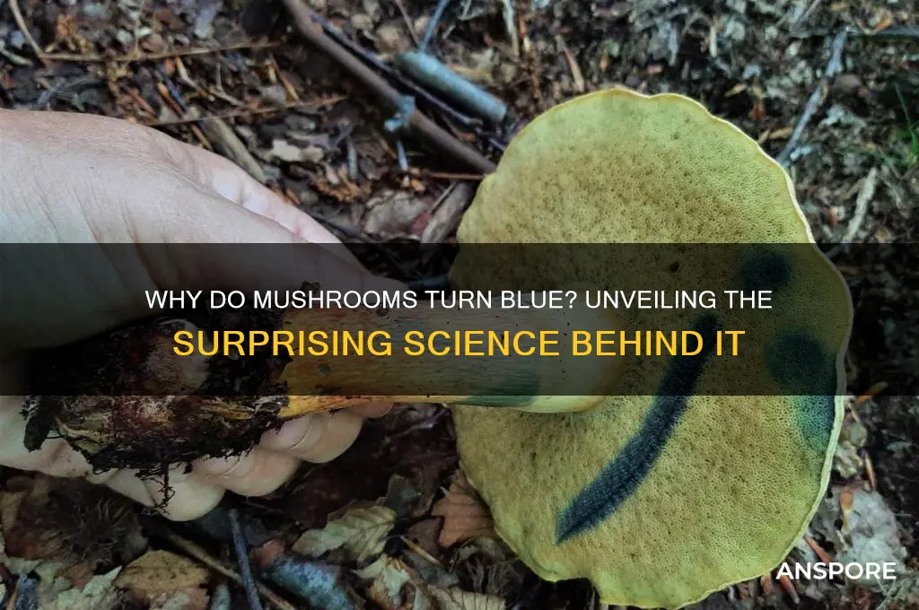 what does it mean when a mushroom turns blue