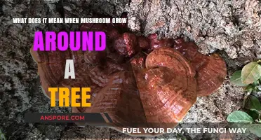 Why Mushrooms Grow Around Trees: Uncovering Nature's Hidden Relationship