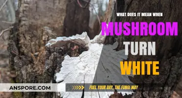 Why Do Mushrooms Turn White? Understanding the Causes and Implications