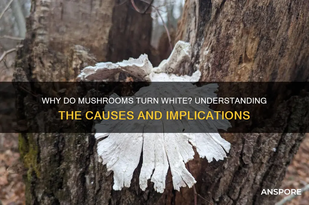 what does it mean when mushroom turn white