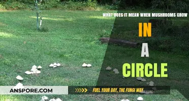 Mysterious Mushroom Circles: Unveiling the Secrets of Fairy Rings