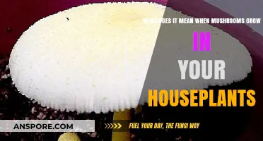 Mushrooms in Houseplants: Causes, Concerns, and How to Handle Them