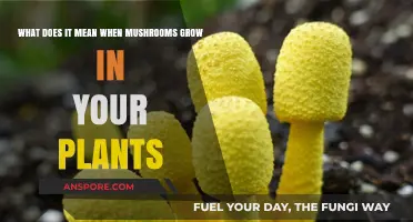 Mushrooms in Your Plants: Understanding Their Growth and Significance