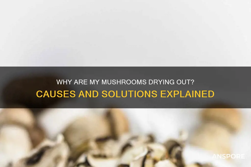 what does it mean when my mushrooms are drying out