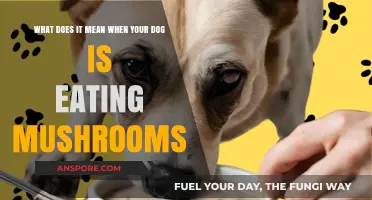 Dog Eating Mushrooms: Understanding Risks and What to Do Next