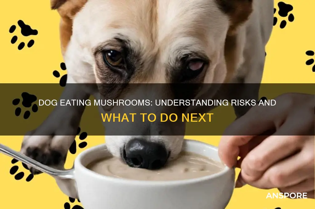 what does it mean when your dog is eating mushrooms