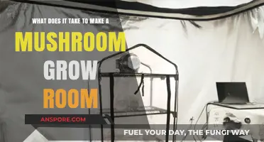 Creating the Perfect Mushroom Grow Room: Essential Steps and Tips