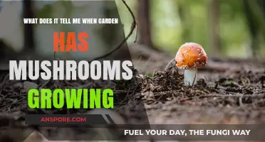 Mushrooms in Your Garden: What They Reveal About Soil Health