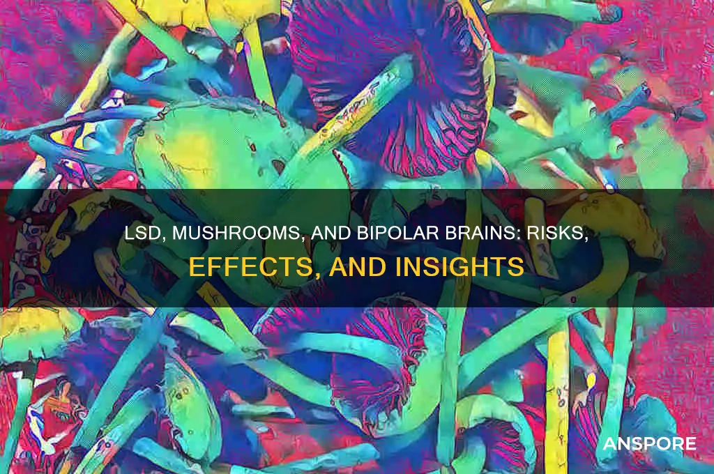 what does lsd and mushrooms do to a bipolar brain