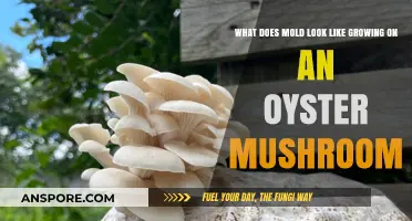 Identifying Mold Growth on Oyster Mushrooms: Visual Guide and Tips