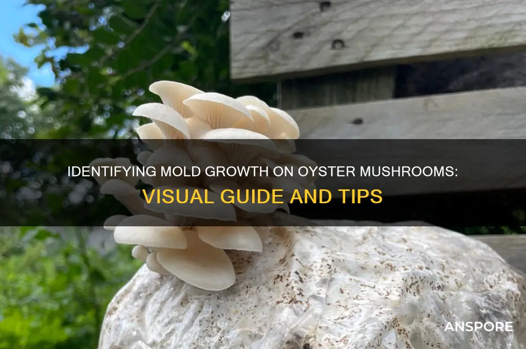 what does mold look like growing on an oyster mushroom