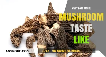 Exploring the Unique Earthy and Nutty Flavor of Morel Mushrooms