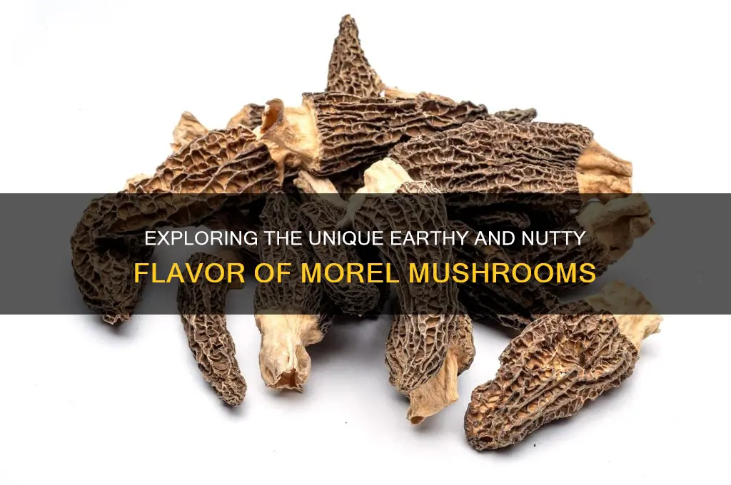 what does morel mushroom taste like