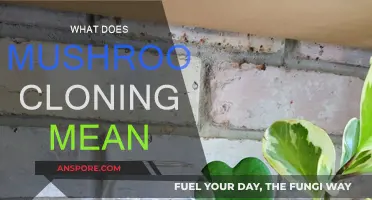 Mushroom Cloning: How to Clone Your Fungi