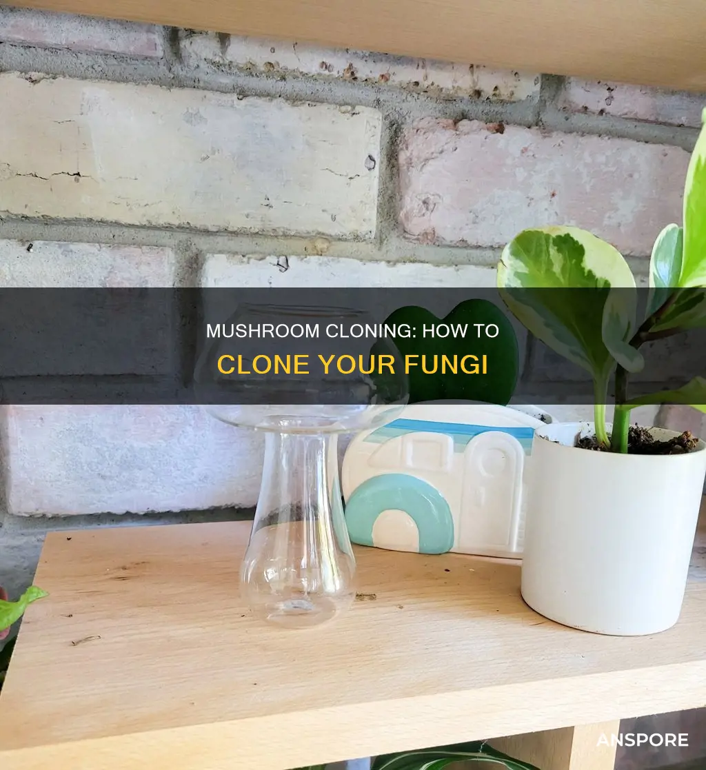 what does mushroom cloning mean