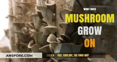 Unveiling Mushroom Habitats: Surprising Surfaces Where Fungi Thrive and Flourish