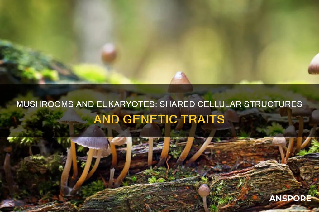 what does mushroom have that eukaryotes have too
