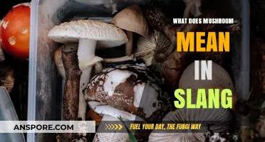 Unveiling the Slang: What Does 'Mushroom' Really Mean in Modern Lingo?