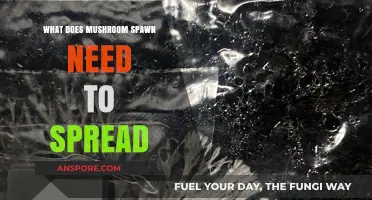 Essential Conditions for Mushroom Spawn to Successfully Spread and Thrive