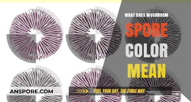 Decoding Mushroom Spore Colors: Insights into Species Identification and Ecology