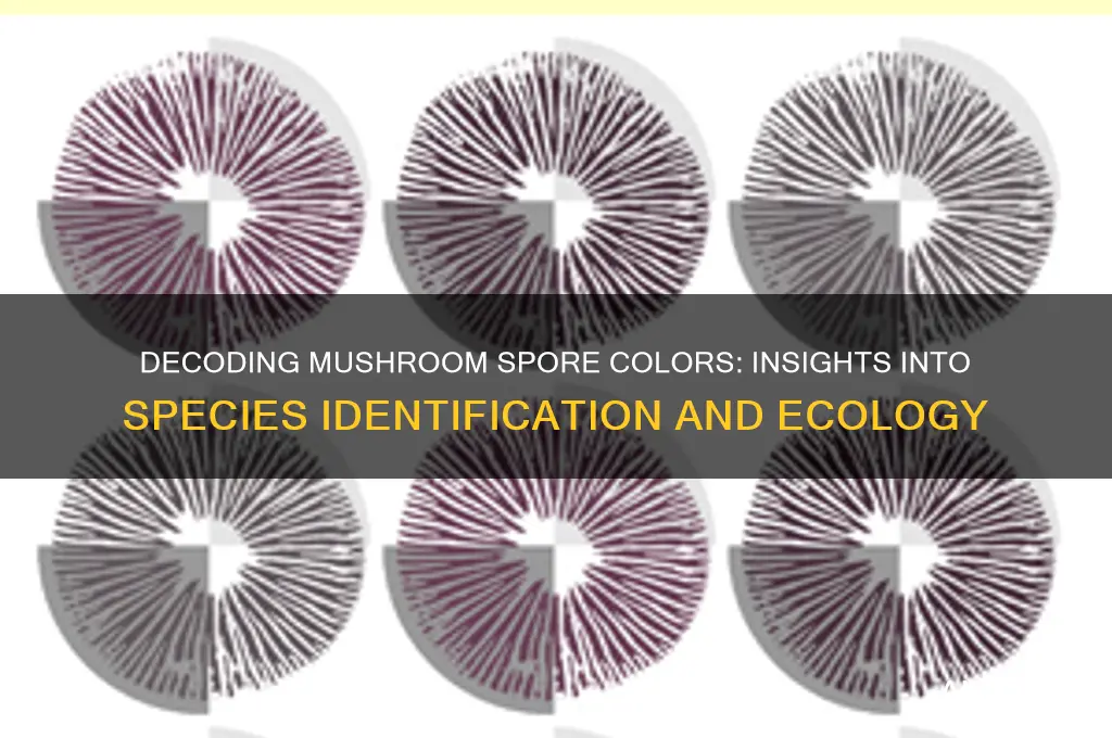 what does mushroom spore color mean