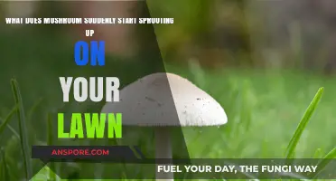 Why Mushrooms Suddenly Appear on Your Lawn: Causes and Solutions