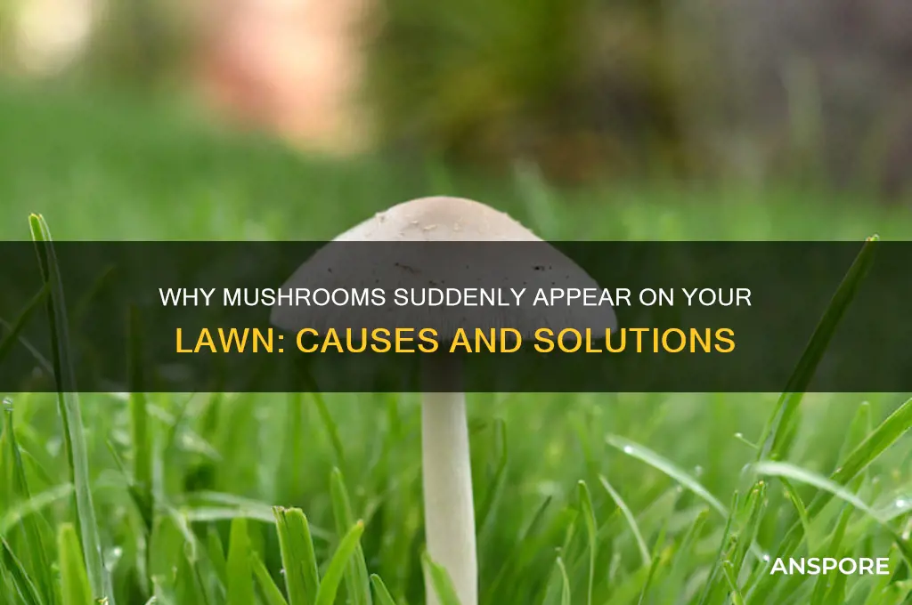what does mushroom suddenly start sprouting up on your lawn