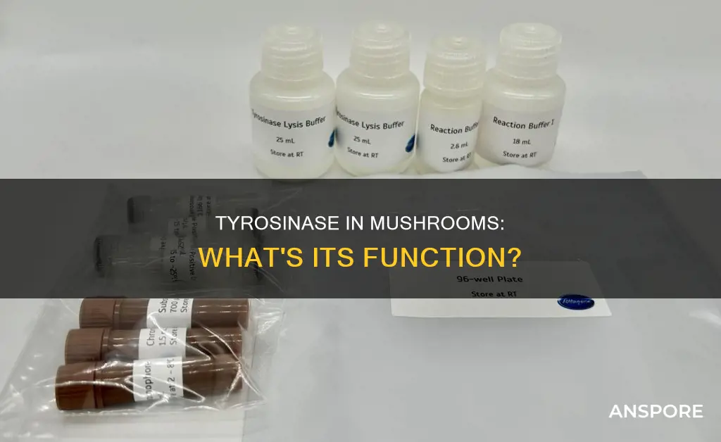 what does mushroom tyrosinase do