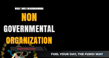 Exploring the Rapid Growth of Non-Governmental Organizations Globally