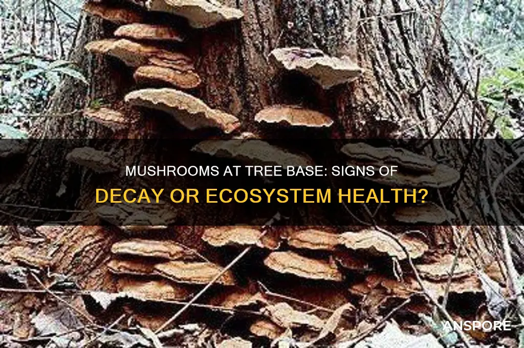 what does mushrooms at the base of a tree mean