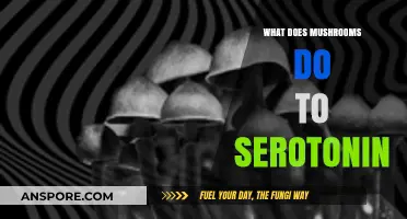 Mushrooms and Serotonin: Unveiling Their Impact on Brain Chemistry