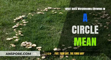 Mysterious Fairy Rings: Why Mushrooms Grow in Perfect Circles Explained