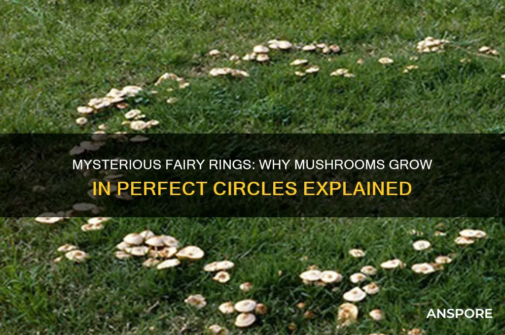what does mushrooms growing in a circle mean