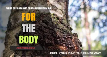 Organic Chaga Mushroom Benefits: Boosting Immunity, Energy, and Overall Health