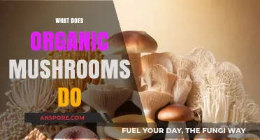 Organic Mushrooms: Nature's Superfood for Health