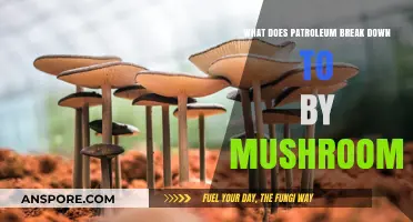 Mushrooms' Role in Breaking Down Petroleum: A Natural Remediation Process