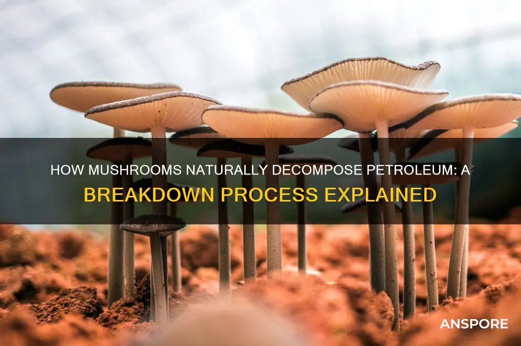 what does patrolium break down to by mushrooms