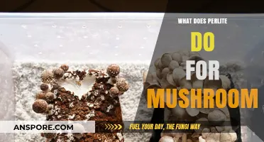 Perlite's Role in Mushroom Cultivation: Benefits and Best Practices