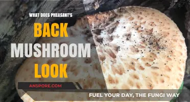 Identifying Pheasant's Back Mushroom: Appearance, Texture, and Key Features