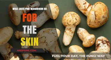 Pine Mushroom's Skin Benefits: Hydration, Brightening, and Anti-Aging Explained