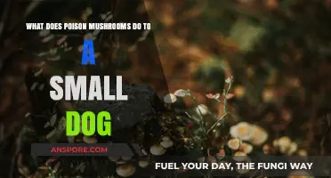 Toxic Mushroom Effects on Small Dogs: Symptoms, Risks, and Treatment
