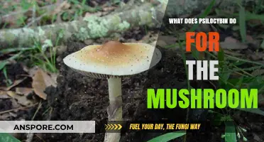 Psilocybin's Role: Enhancing Mushroom Survival and Ecological Function